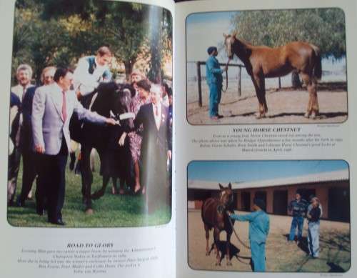 Horse Chestnut- The Story of a Legend