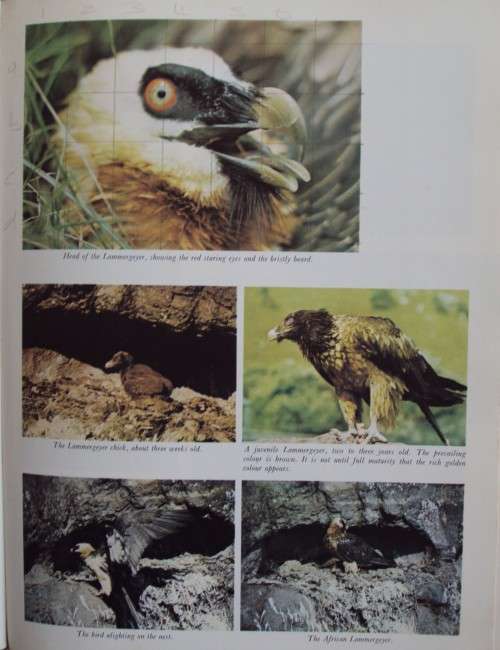 Barrier of Sprears Drama of the Drakensberg R O Pearse