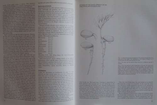 Cycads of South Africa Cynthia Giddy