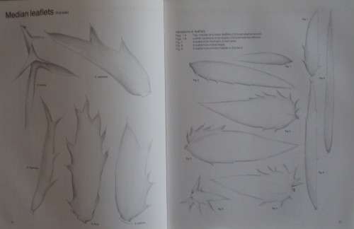 Cycads of South Africa Cynthia Giddy