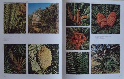 Cycads of South Africa Cynthia Giddy