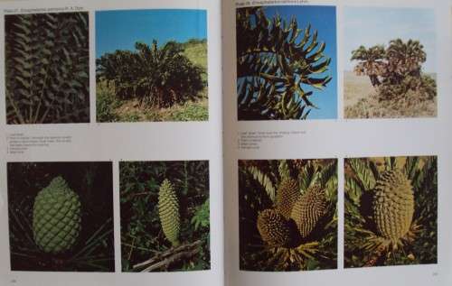Cycads of South Africa Cynthia Giddy