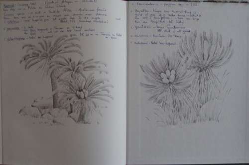 Cycads of South Africa Cynthia Giddy