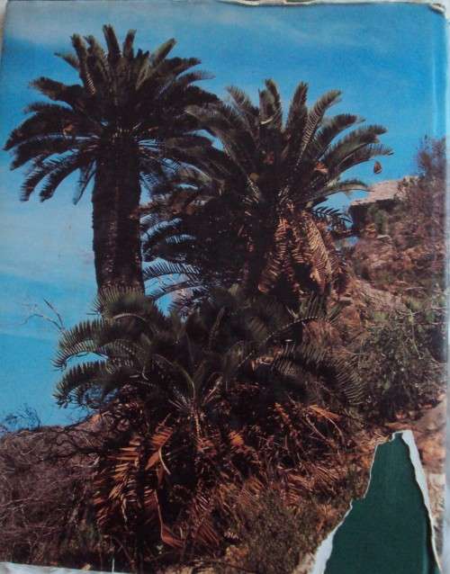 Cycads of South Africa Cynthia Giddy