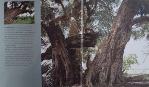 In Search of Remarkable Tress On Safari in Southern Africa Thomas Packenham