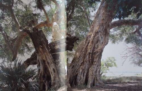 In Search of Remarkable Tress On Safari in Southern Africa Thomas Packenham