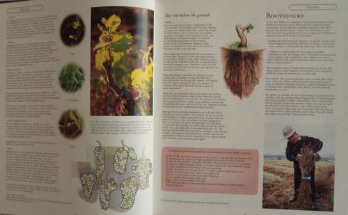 New World of Wine from the Cape of Good Hope The Definitive Guide to the South African Wine Industry