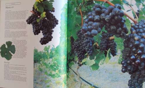 New World of Wine from the Cape of Good Hope The Definitive Guide to the South African Wine Industry