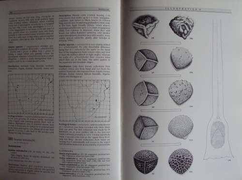 Southern African Ferns And Fern Allies J  E Burrows Illustrations by S M Burrows