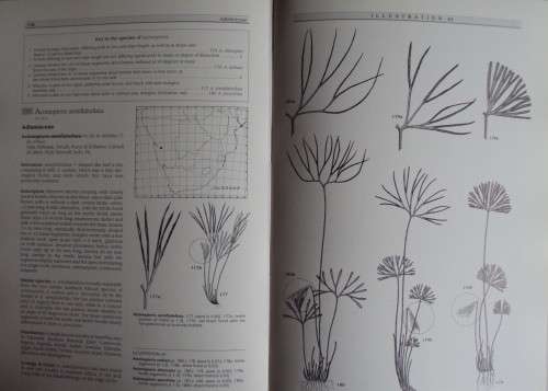 Southern African Ferns And Fern Allies J  E Burrows Illustrations by S M Burrows