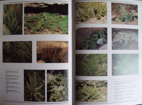 Southern African Ferns And Fern Allies J  E Burrows Illustrations by S M Burrows