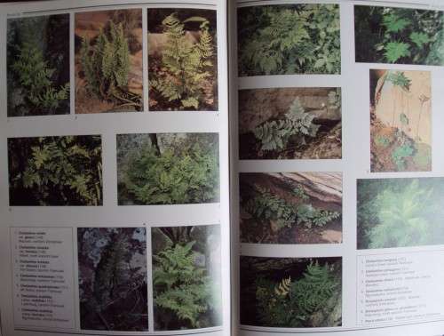 Southern African Ferns And Fern Allies J  E Burrows Illustrations by S M Burrows