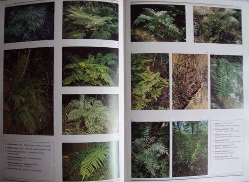 Southern African Ferns And Fern Allies J  E Burrows Illustrations by S M Burrows
