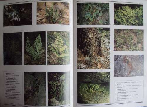 Southern African Ferns And Fern Allies J  E Burrows Illustrations by S M Burrows