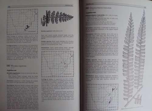 Southern African Ferns And Fern Allies J  E Burrows Illustrations by S M Burrows