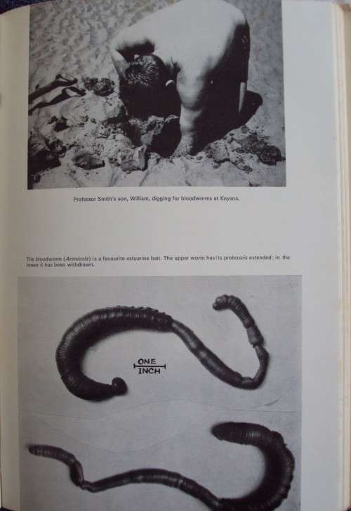 High Tide Prof J L B Smith