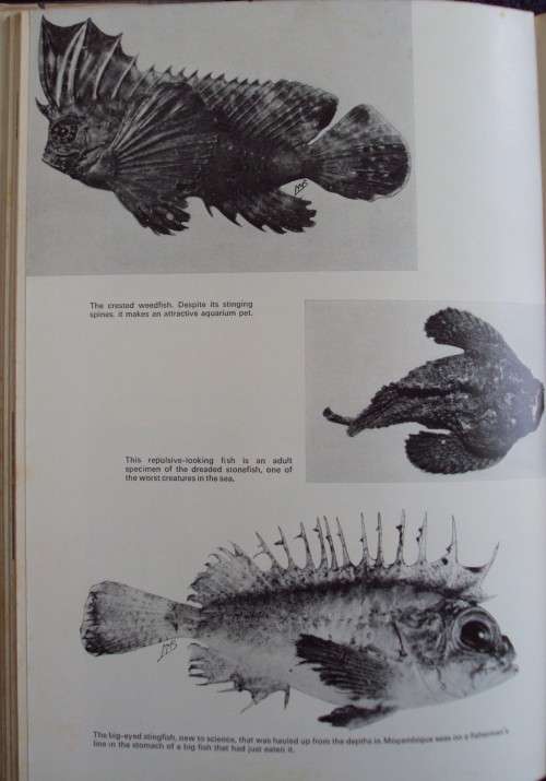 High Tide Prof J L B Smith