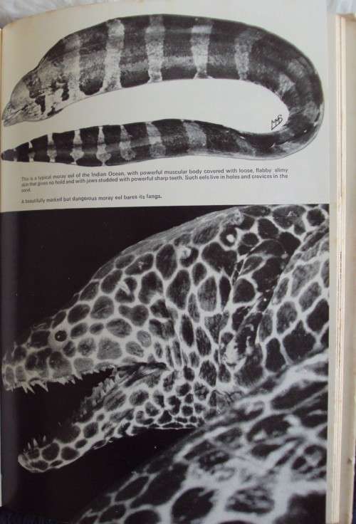 High Tide Prof J L B Smith