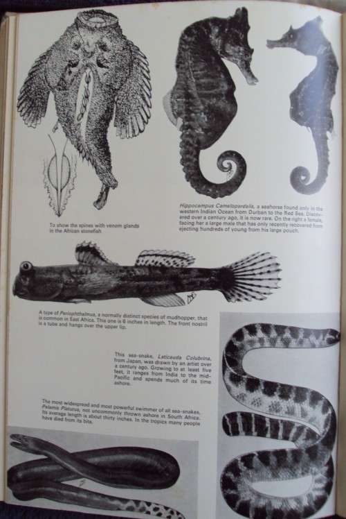 High Tide Prof J L B Smith