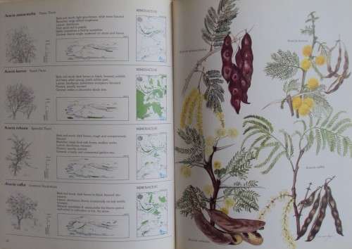 Trees & Shrubs Of The Witwatersrand, Magaliesberg & Pilanesberg: Joan van Gogh & Joh Anderson