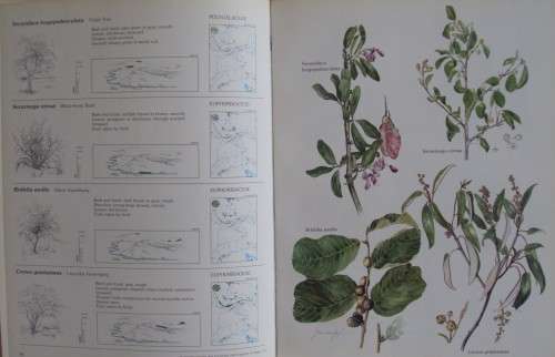 Trees & Shrubs Of The Witwatersrand, Magaliesberg & Pilanesberg: Joan van Gogh & Joh Anderson