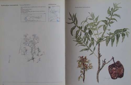 Trees & Shrubs Of The Witwatersrand, Magaliesberg & Pilanesberg: Joan van Gogh & Joh Anderson