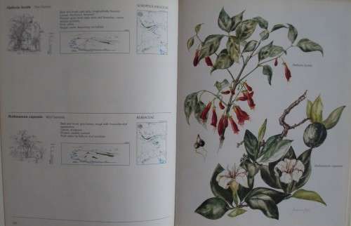 Trees & Shrubs Of The Witwatersrand, Magaliesberg & Pilanesberg: Joan van Gogh & Joh Anderson