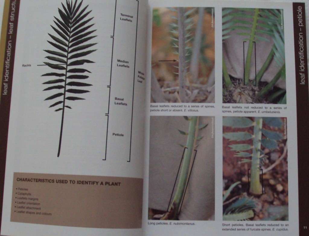 Identification of Indigenous Cycads of South Africa  Corina Hugo