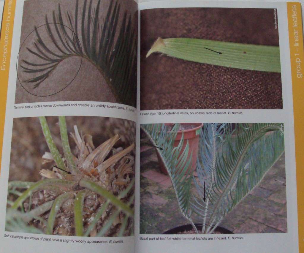 Identification of Indigenous Cycads of South Africa  Corina Hugo