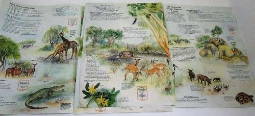 Kruger National park Travel Guide + Nationale Kruger Wildtuin Reis Gids - 2X Fold -Out Pages Each