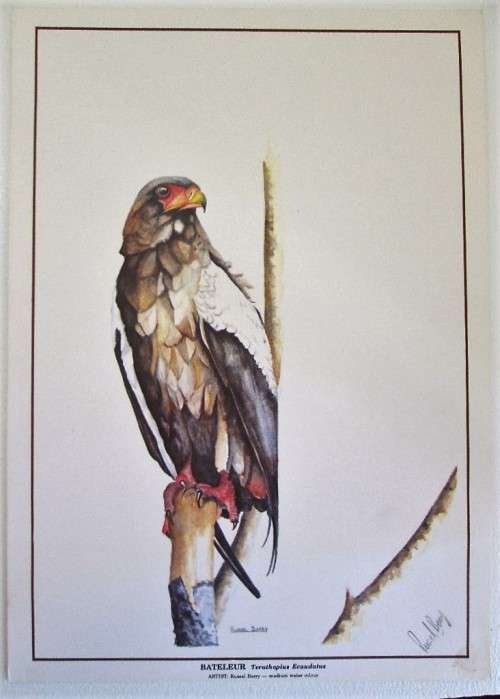 Watercolour Prints Of Zimbabwean Birds - Russell Berry, Signed - Print Size 29,5cm/21cm