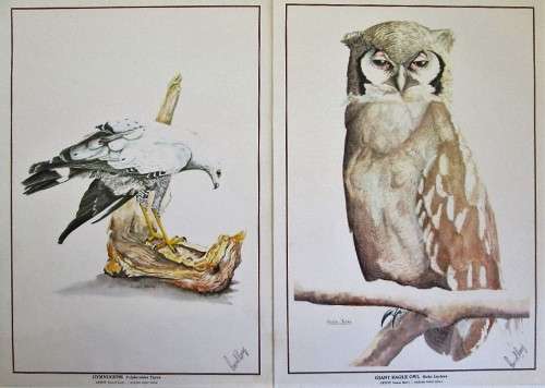 Watercolour Prints Of Zimbabwean Birds - Russell Berry, Signed - Print Size 29,5cm/21cm