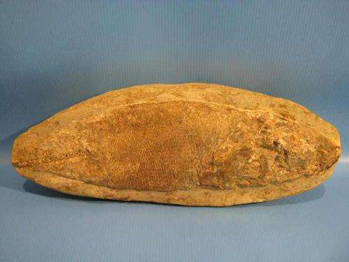 A Fantastic Fossil Fish ***GENUINE!***