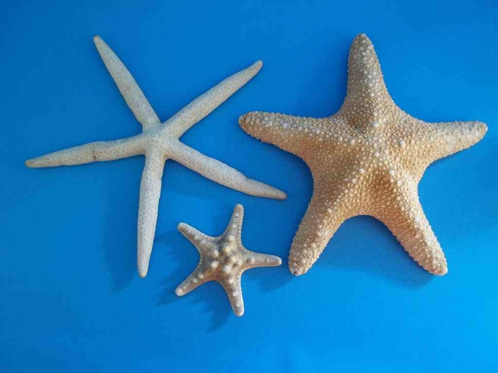 3 X Starfish - From 14cm/12cm To 6cm/6cm
