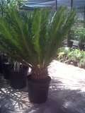 Cycas Revoluta (LARGE E.O.G)