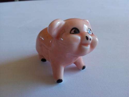 Cute little pig