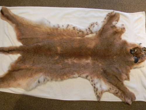 Caracal ( Lynx )  Fur