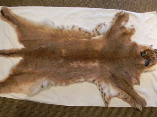 Caracal ( Lynx )  Fur