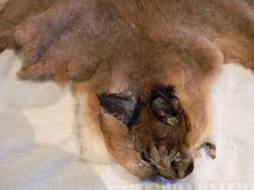 Caracal ( Lynx )  Fur