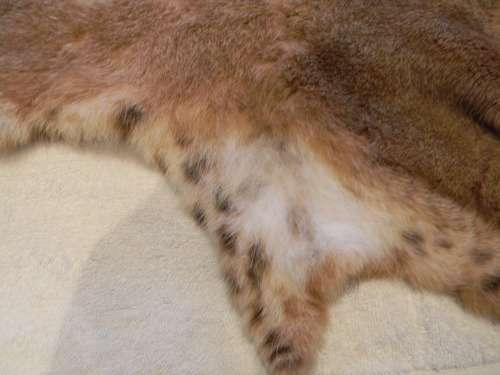 Caracal ( Lynx )  Fur