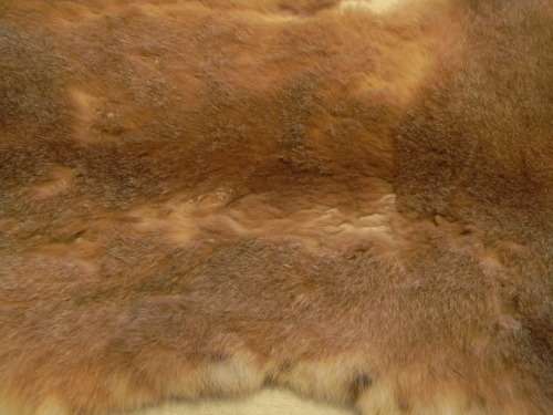 Caracal ( Lynx )  Fur