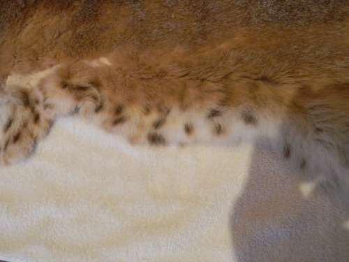 Caracal ( Lynx )  Fur