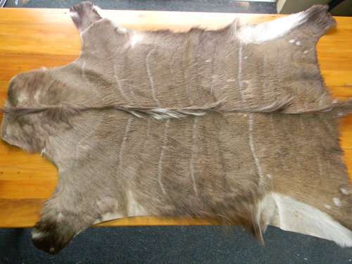 Beautiful Kudu Hide