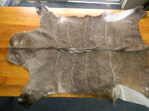 Beautiful Kudu Hide