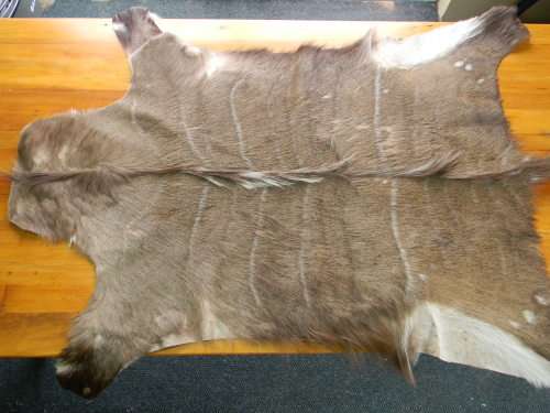 Beautiful Kudu Hide