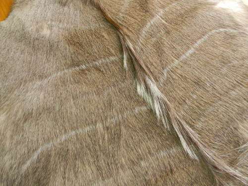 Beautiful Kudu Hide