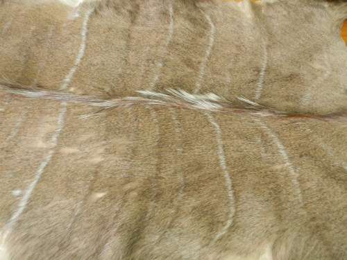 Beautiful Kudu Hide