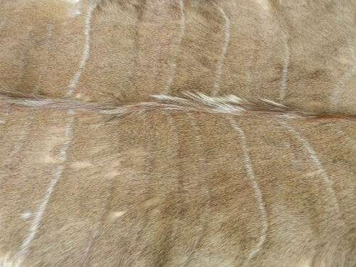 Beautiful Kudu Hide