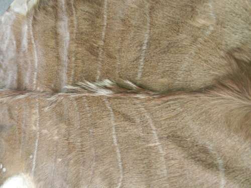Beautiful Kudu Hide