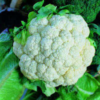 Cauliflower seed - Snowball - 100 seeds - ORGANIC